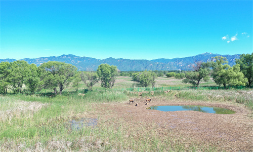 图1_副本.jpg 图1_副本.jpg