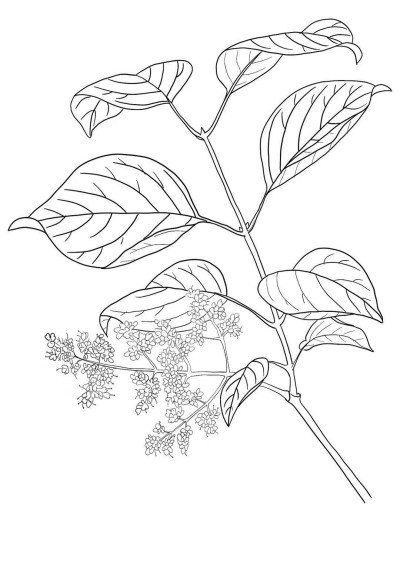 暴马丁香叶.jpg
