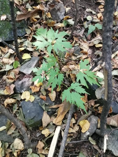 百花山葡萄.jpg