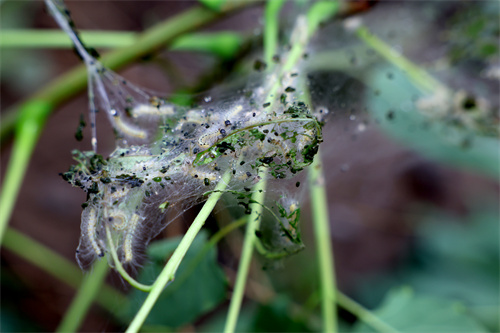 美国白蛾幼虫 .jpg