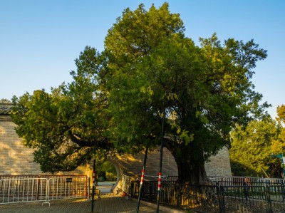 天坛公园迎客柏110131A03481(500年).jpg