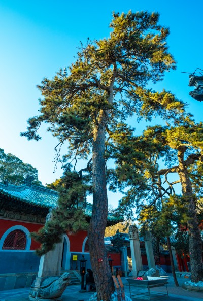 门头沟戒台寺凤松110109A00790(610年).jpg