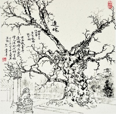 门头沟戒台寺辽槐.jpg
