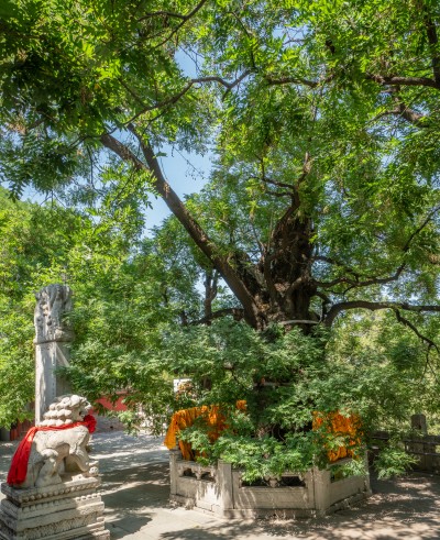 门头沟戒台寺辽槐110109A00800(1100年).jpg