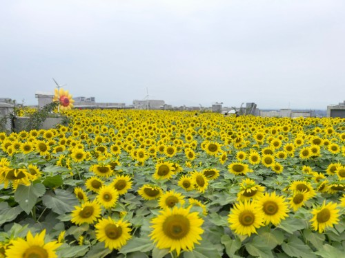 房山龙湖天街屋顶向日葵花海.jpg