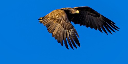 白尾海雕 摄影:闫国明.jpg 白尾海雕 摄影:闫国明.jpg