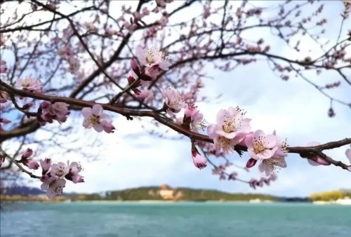 山桃-颐和园金伟.jpg 山桃-颐和园金伟.jpg