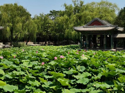 颐和园 荷花.jpg 颐和园 荷花.jpg