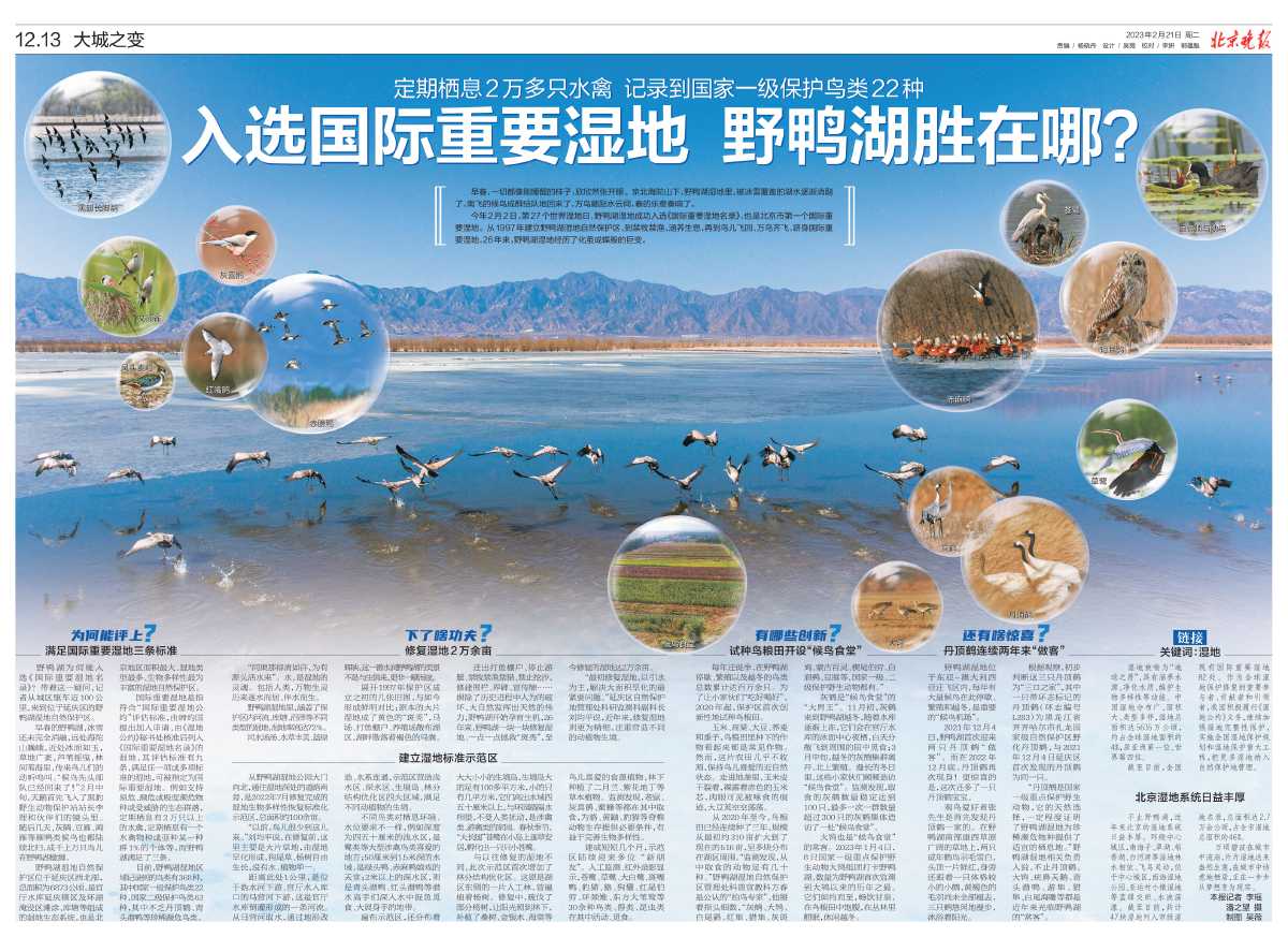 0221北京晚报-入选国际重要湿地 野鸭湖胜在哪？.jpg