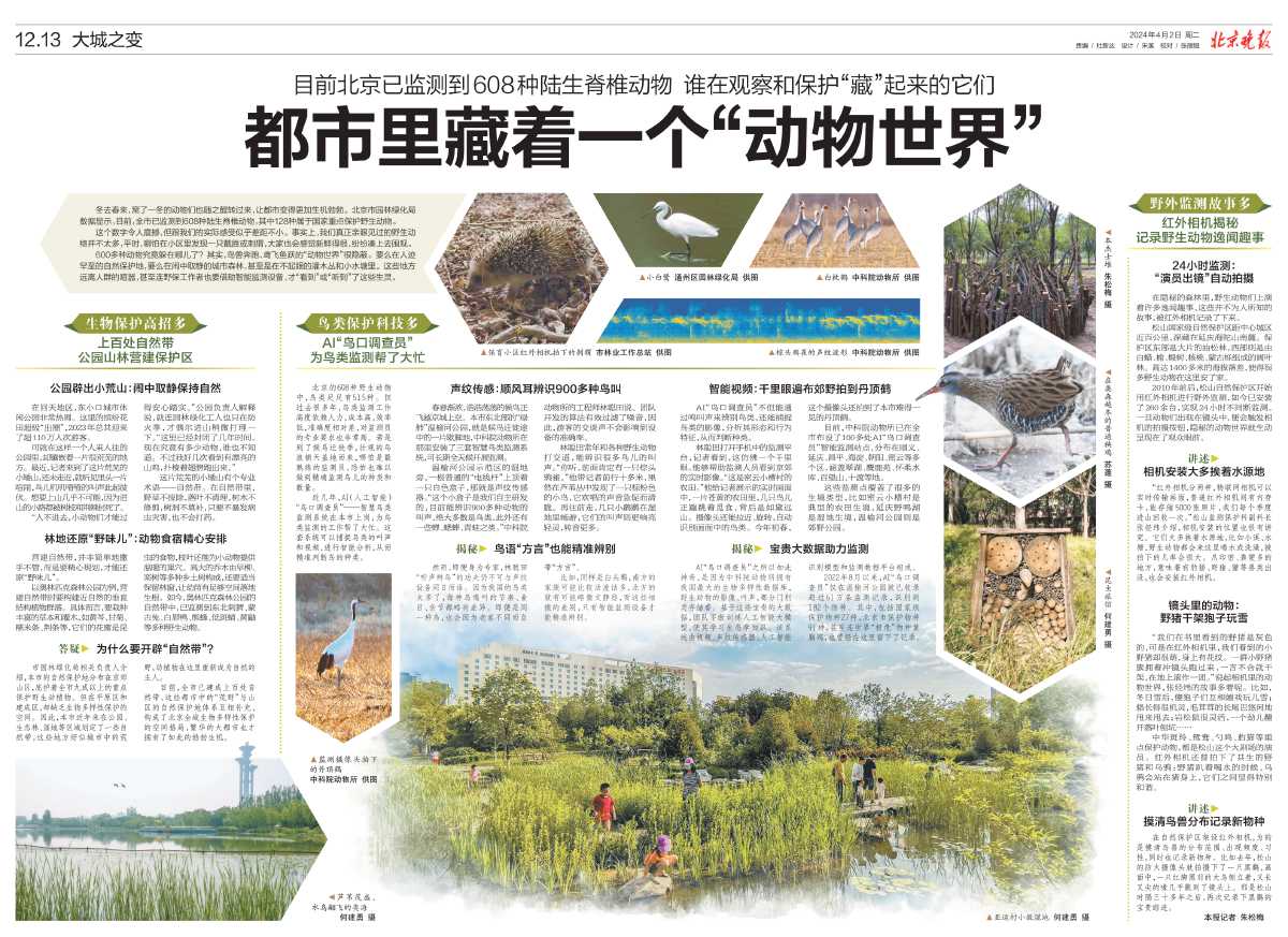 0402北京晚报-都市里藏着一个“动物世界”.jpg