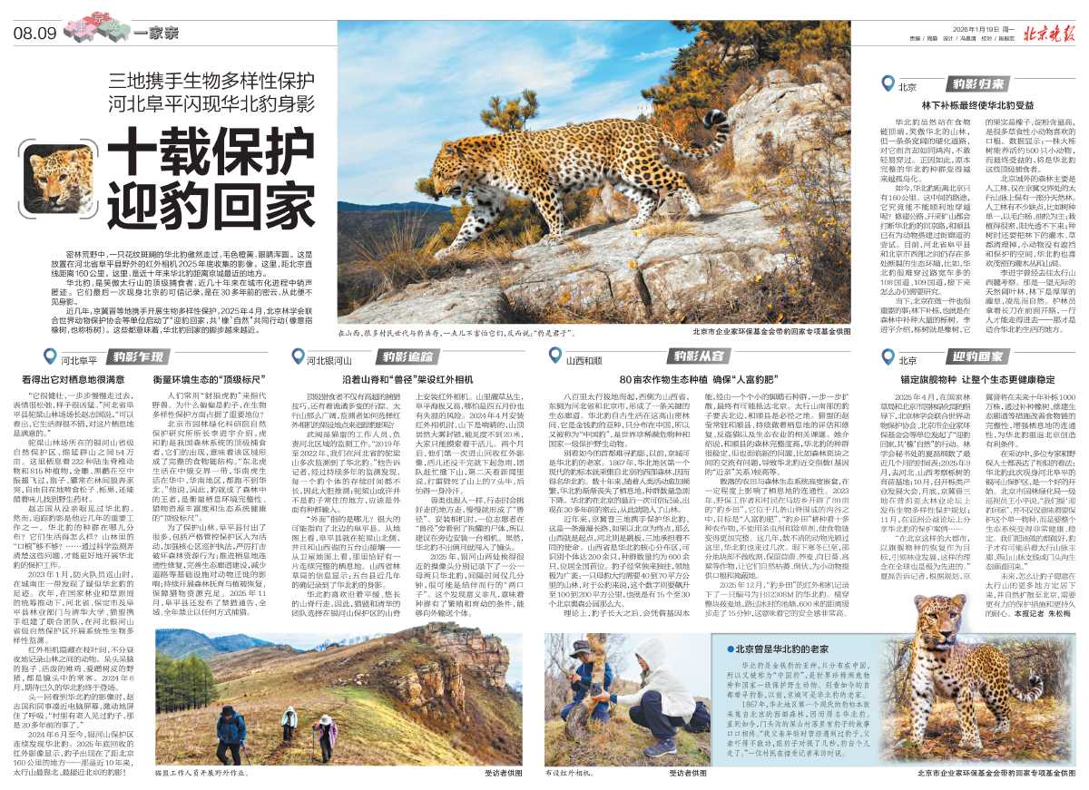 0119北京晚报-十载保护 迎豹回家.jpg