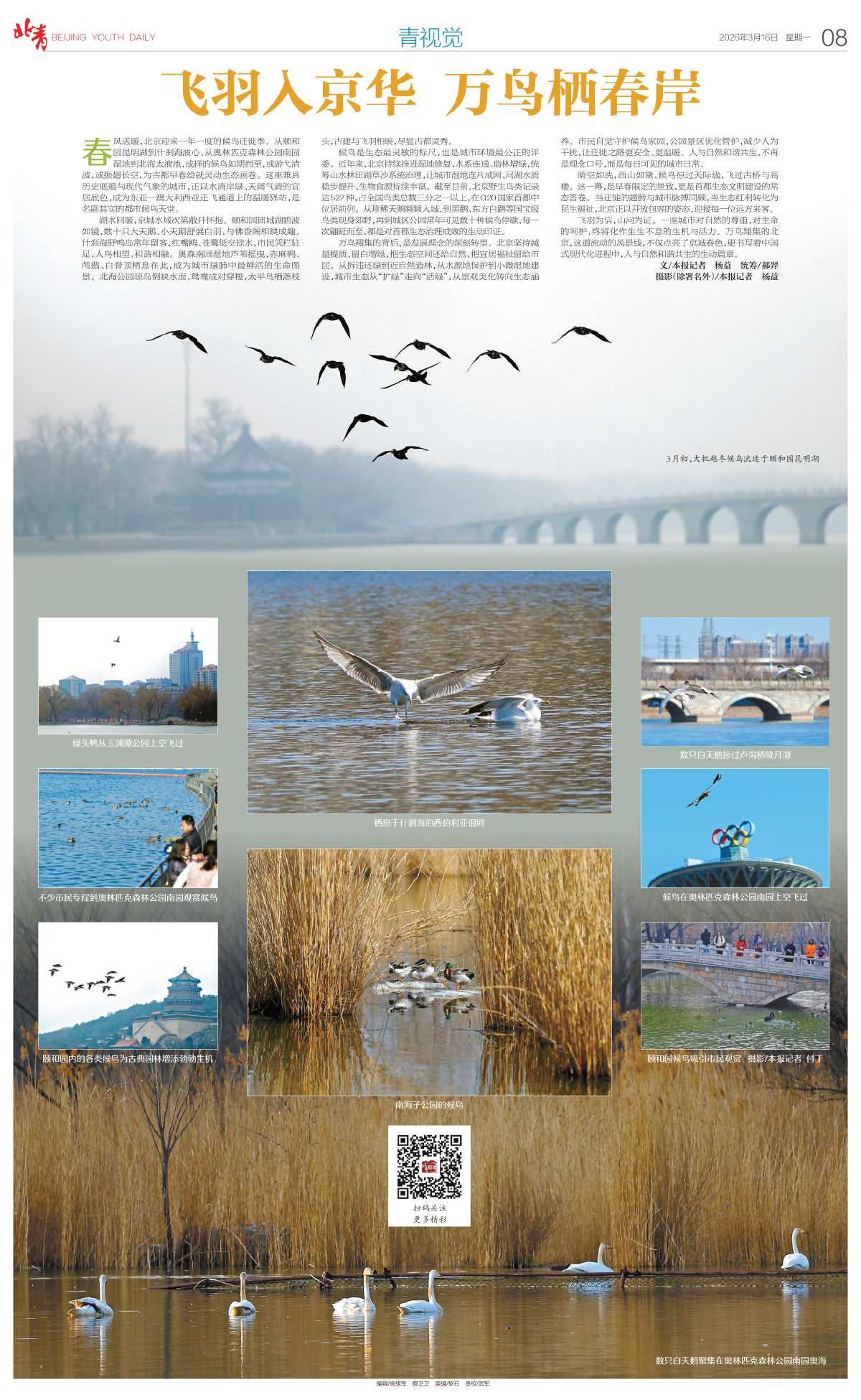 0316北京青年报-%0A飞羽入京华 万鸟栖春岸.jpg