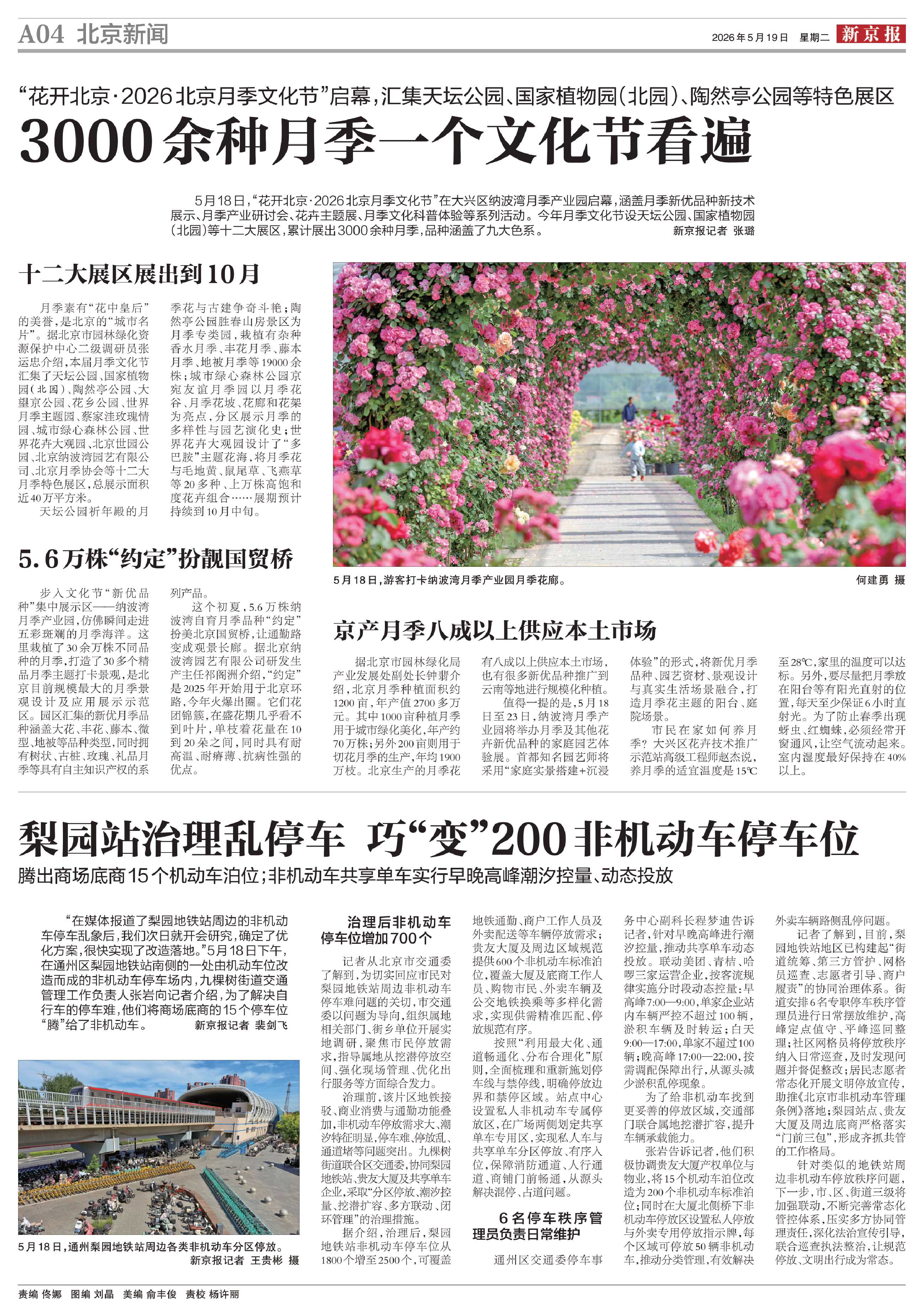 0519新京报-3000余月季一个文化节看遍.JPG